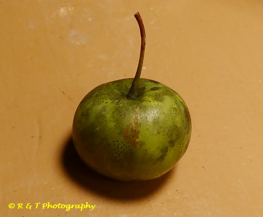 {Malus angustifolia}